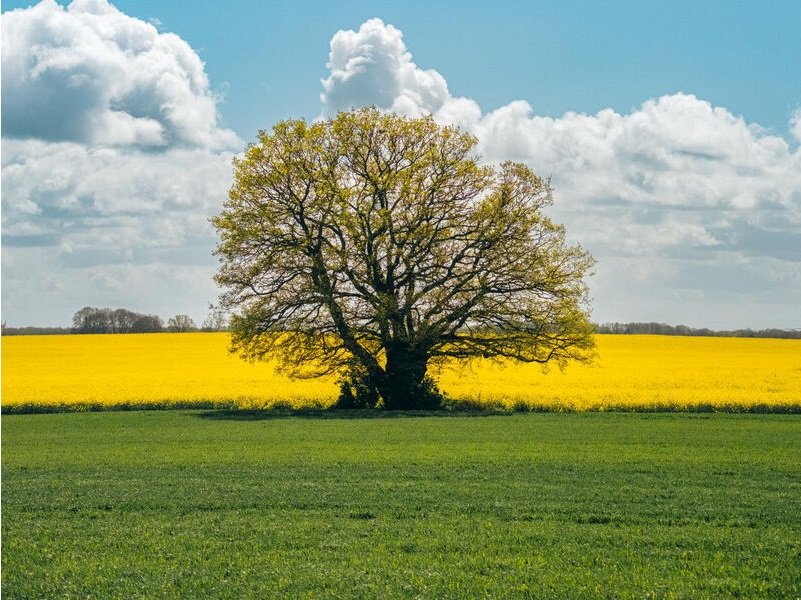 Arbre majestueux au milieu d'un champ de colza