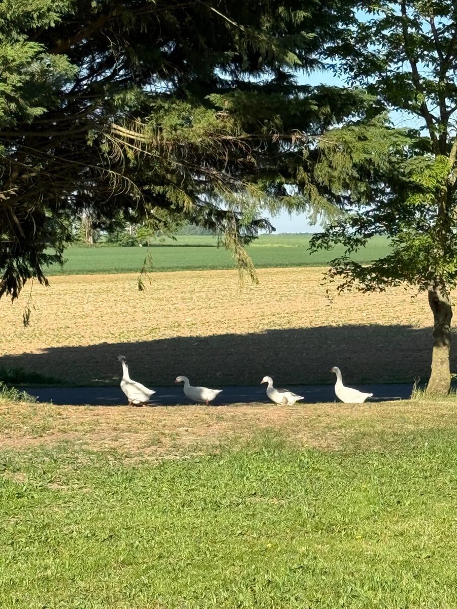 Oies blanches dans les pâturages de Choisel